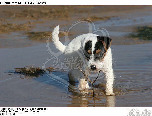 Parson Russell Terrier Welpe / parson russell terrier puppy / HTFA-004120