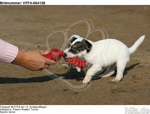 Parson Russell Terrier Welpe / parson russell terrier puppy / HTFA-004128