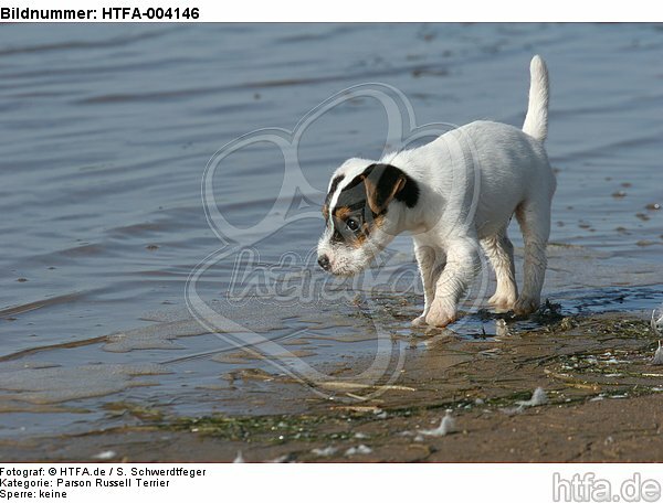 Parson Russell Terrier Welpe / parson russell terrier puppy / HTFA-004146