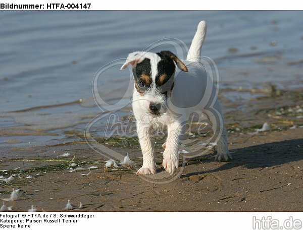 Parson Russell Terrier Welpe / parson russell terrier puppy / HTFA-004147