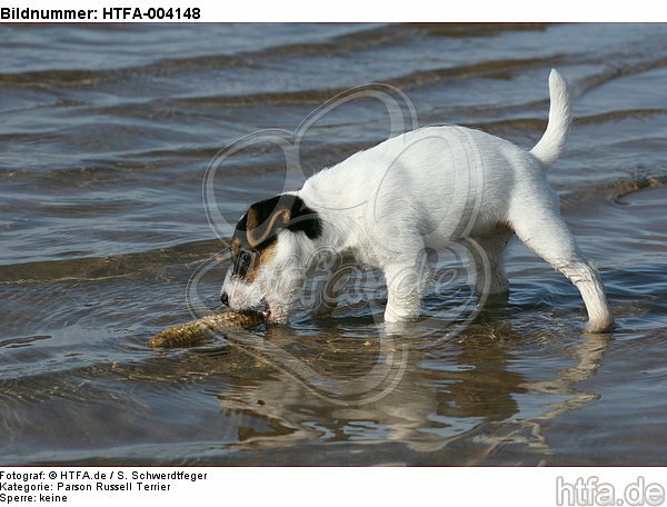 Parson Russell Terrier Welpe / parson russell terrier puppy / HTFA-004148