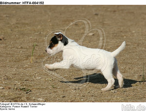 Parson Russell Terrier Welpe / parson russell terrier puppy / HTFA-004152