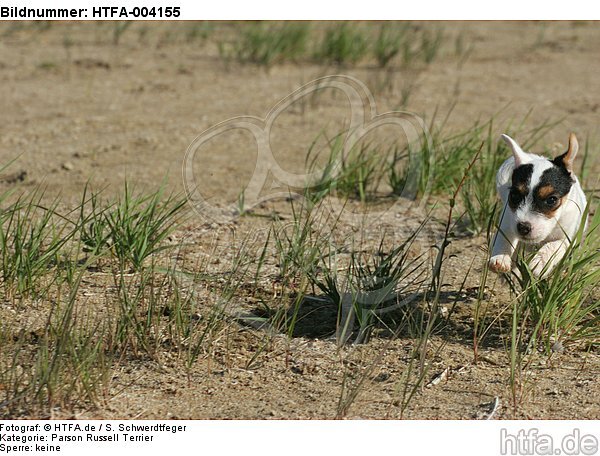 Parson Russell Terrier Welpe / parson russell terrier puppy / HTFA-004155