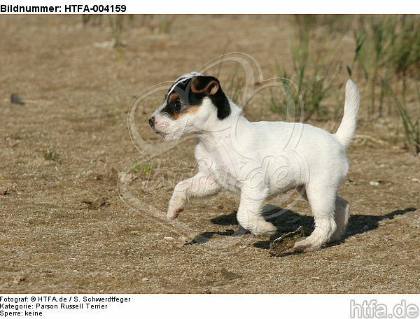 Parson Russell Terrier Welpe / parson russell terrier puppy / HTFA-004159