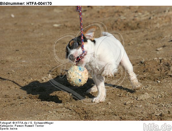 Parson Russell Terrier Welpe / parson russell terrier puppy / HTFA-004170