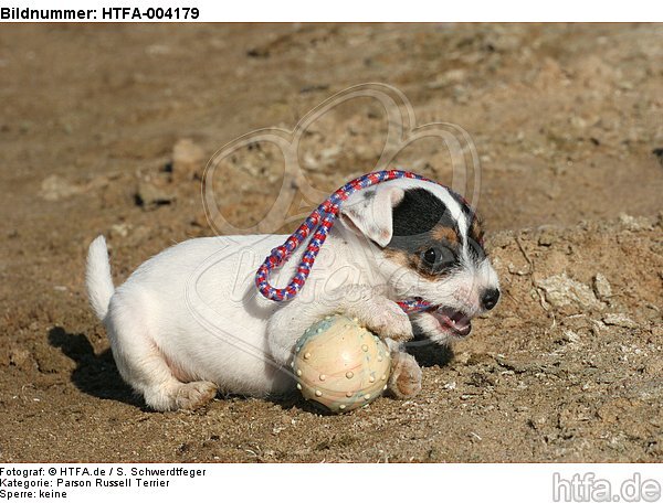 Parson Russell Terrier Welpe / parson russell terrier puppy / HTFA-004179