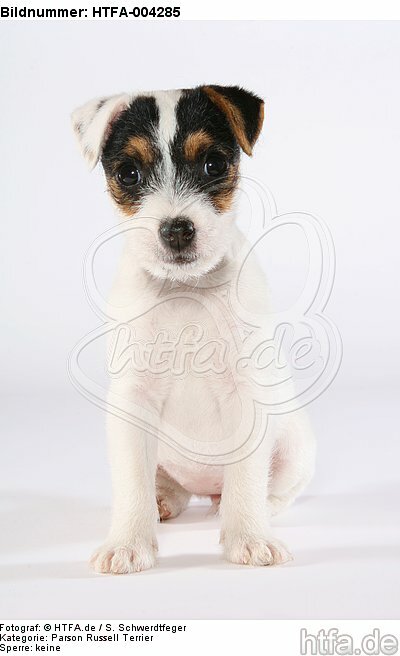Parson Russell Terrier Welpe / parson russell terrier puppy / HTFA-004285