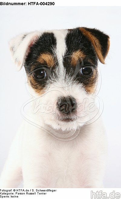 Parson Russell Terrier Welpe / parson russell terrier puppy / HTFA-004290