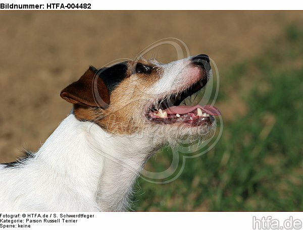 Parson Russell Terrier / HTFA-004482
