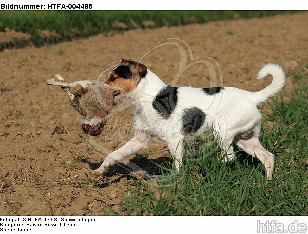 Parson Russell Terrier / HTFA-004485