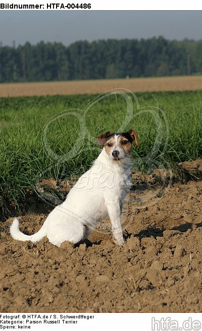 Parson Russell Terrier / HTFA-004486