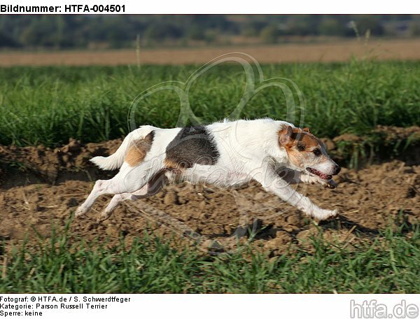 Parson Russell Terrier / HTFA-004501