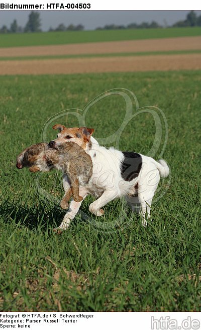 Parson Russell Terrier / HTFA-004503