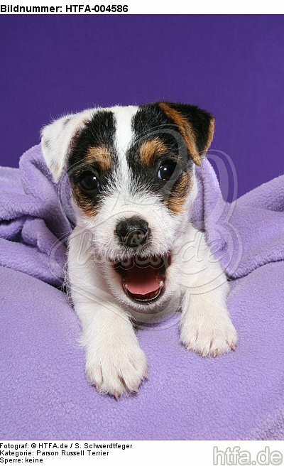 Parson Russell Terrier Welpe / parson russell terrier puppy / HTFA-004586