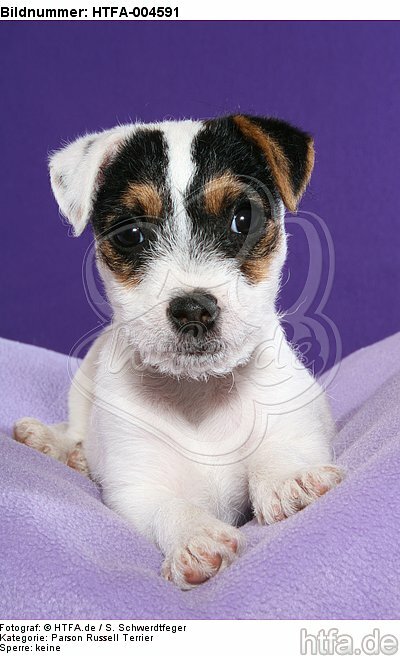 Parson Russell Terrier Welpe / parson russell terrier puppy / HTFA-004591