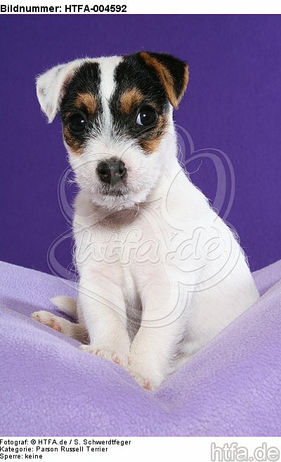 Parson Russell Terrier Welpe / parson russell terrier puppy / HTFA-004592