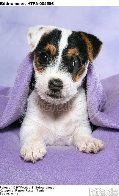 Parson Russell Terrier Welpe / parson russell terrier puppy / HTFA-004596