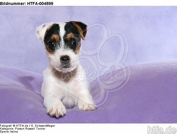 Parson Russell Terrier Welpe / parson russell terrier puppy / HTFA-004599