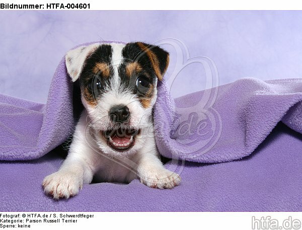 Parson Russell Terrier Welpe / parson russell terrier puppy / HTFA-004601
