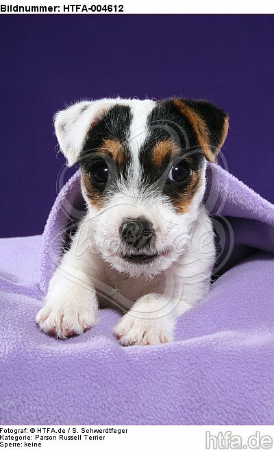 Parson Russell Terrier Welpe / parson russell terrier puppy / HTFA-004612