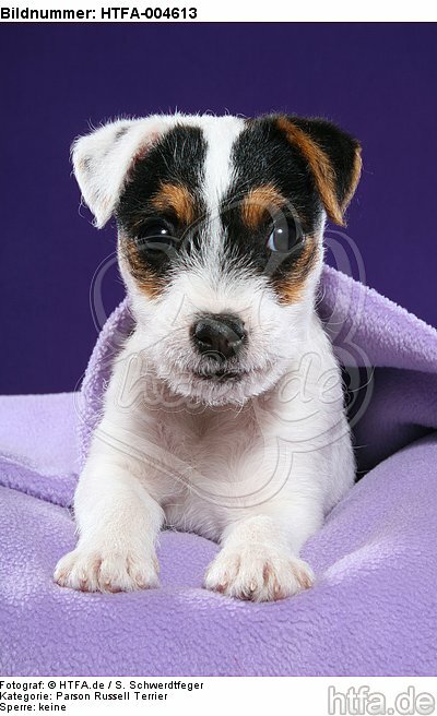Parson Russell Terrier Welpe / parson russell terrier puppy / HTFA-004613