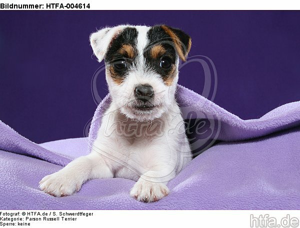 Parson Russell Terrier Welpe / parson russell terrier puppy / HTFA-004614