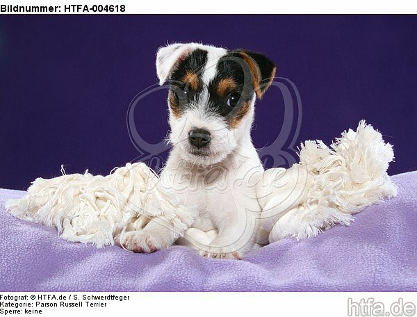 Parson Russell Terrier Welpe / parson russell terrier puppy / HTFA-004618
