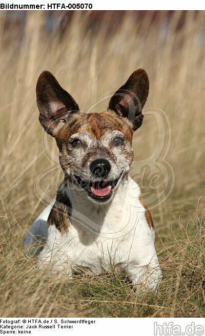 Jack Russell Terrier / HTFA-005070