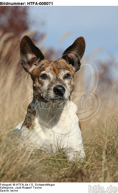 Jack Russell Terrier / HTFA-005071