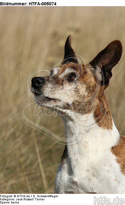 Jack Russell Terrier / HTFA-005074