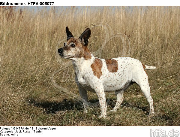 Jack Russell Terrier / HTFA-005077