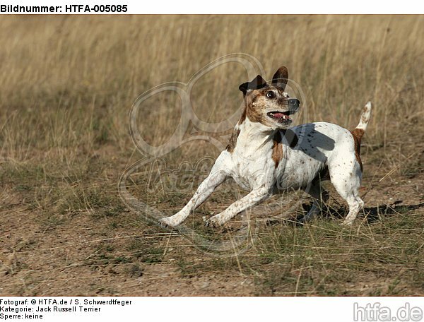 Jack Russell Terrier / HTFA-005085