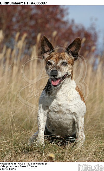 Jack Russell Terrier / HTFA-005087