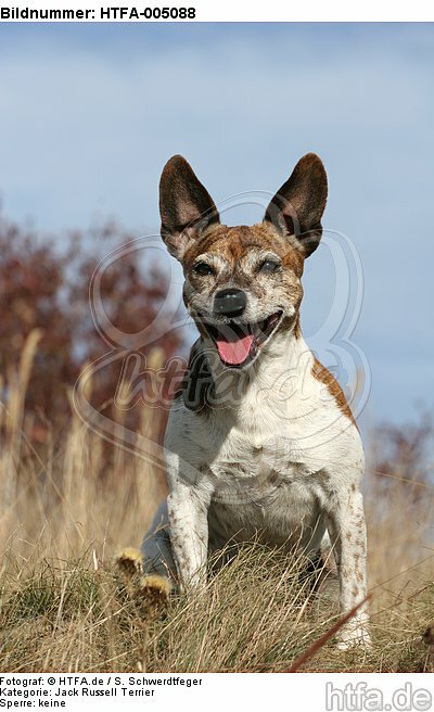 Jack Russell Terrier / HTFA-005088