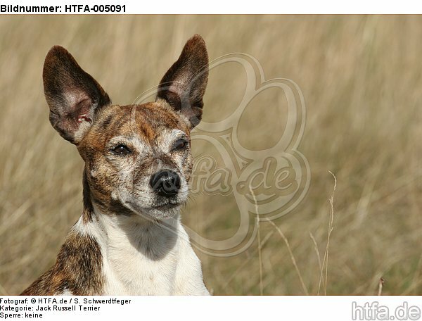 Jack Russell Terrier / HTFA-005091