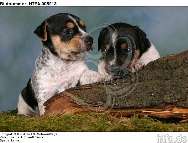 Jack Russell Terrier Welpen / jack russell terrier puppies / HTFA-005213