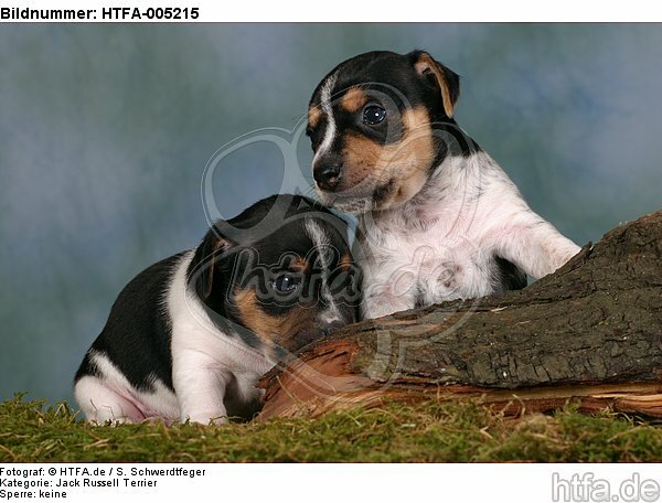 Jack Russell Terrier Welpen / jack russell terrier puppies / HTFA-005215