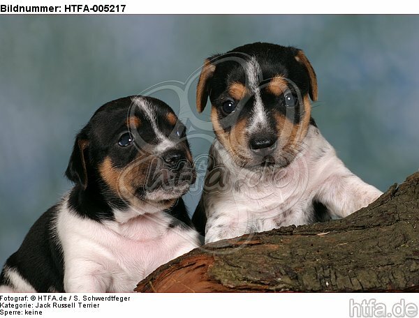 Jack Russell Terrier Welpen / jack russell terrier puppies / HTFA-005217