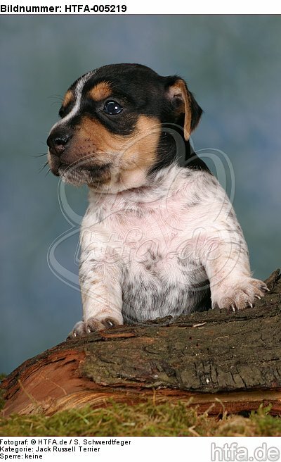 Jack Russell Terrier Welpe / jack russell terrier puppy / HTFA-005219