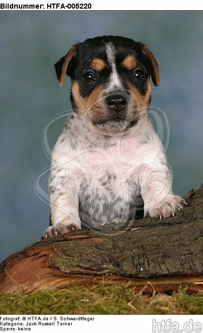 Jack Russell Terrier Welpe / jack russell terrier puppy / HTFA-005220