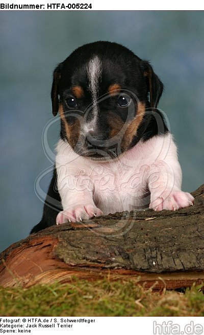 Jack Russell Terrier Welpe / jack russell terrier puppy / HTFA-005224