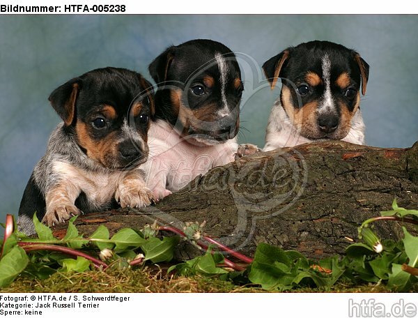 Jack Russell Terrier Welpen / jack russell terrier puppies / HTFA-005238