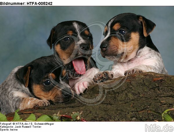 Jack Russell Terrier Welpen / jack russell terrier puppies / HTFA-005242