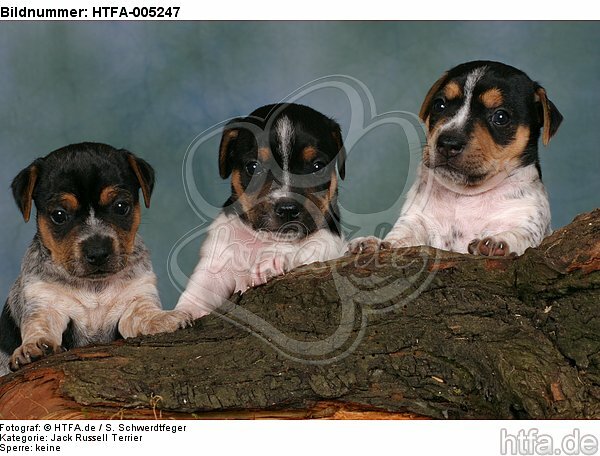 Jack Russell Terrier Welpen / jack russell terrier puppies / HTFA-005247