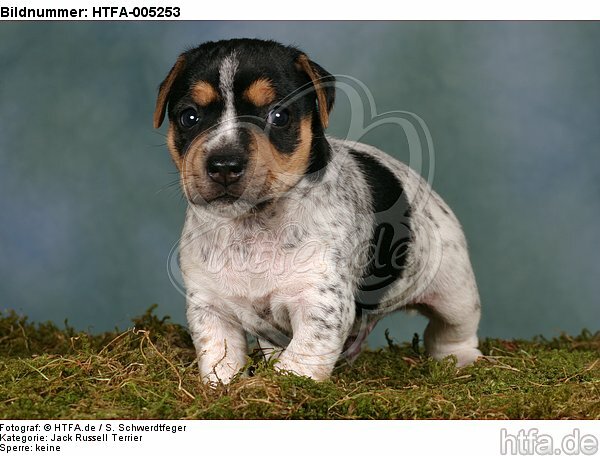 Jack Russell Terrier Welpe / jack russell terrier puppy / HTFA-005253