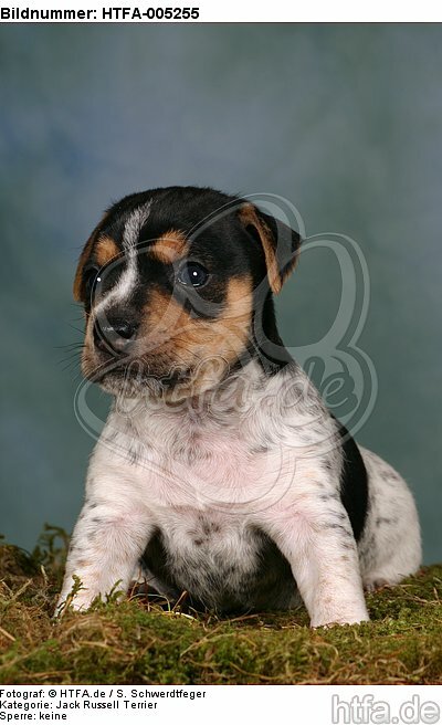 Jack Russell Terrier Welpe / jack russell terrier puppy / HTFA-005255