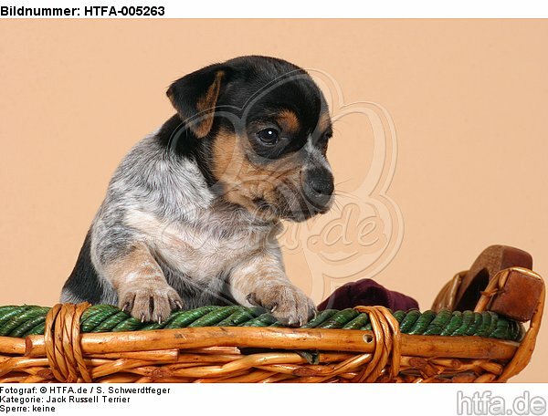 Jack Russell Terrier Welpe / jack russell terrier puppy / HTFA-005263
