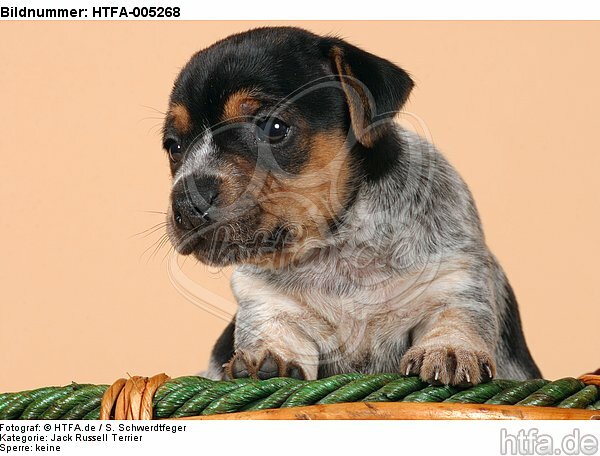 Jack Russell Terrier Welpe / jack russell terrier puppy / HTFA-005268