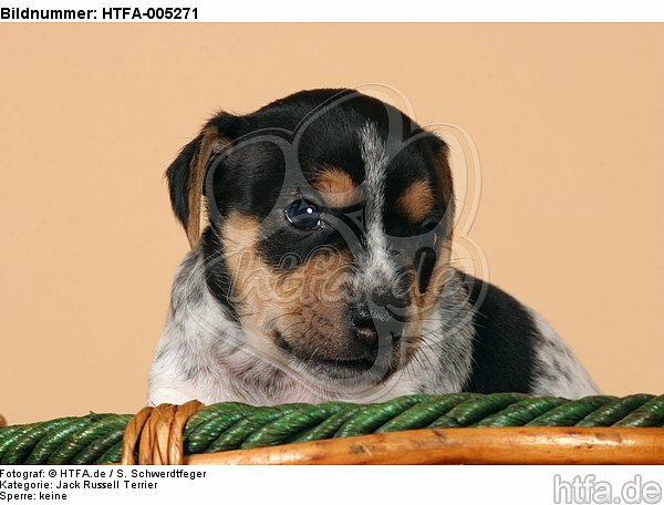 Jack Russell Terrier Welpe / jack russell terrier puppy / HTFA-005271
