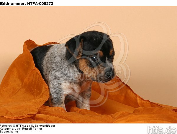 Jack Russell Terrier Welpe / jack russell terrier puppy / HTFA-005273
